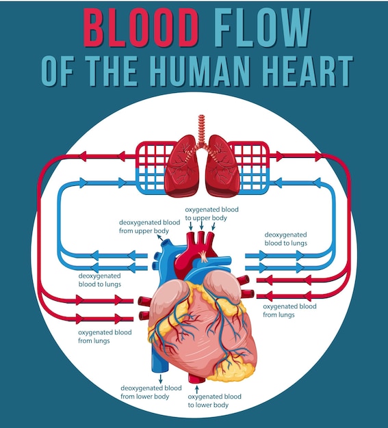 Bezpłatny wektor przepływ krwi w ludzkim sercu