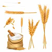Bezpłatny wektor pszenica uszy, ziarna i mąka w zestawie wektor worek