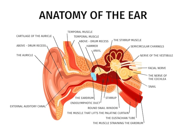 Realistyczna Anatomia Składu Ucha Ludzkiego Z Widokiem Diagramu Zewnętrznych I Wewnętrznych Części Ilustracji Wektorowych Ucha