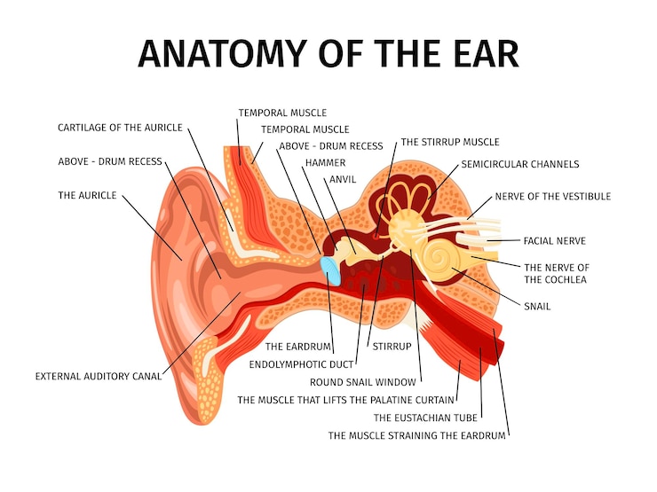 Bezpłatny plik Wektor realistyczna anatomia składu ucha ludzkiego z widokiem diagramu zewnętrznych i wewnętrznych części ilustracji wektorowych ucha