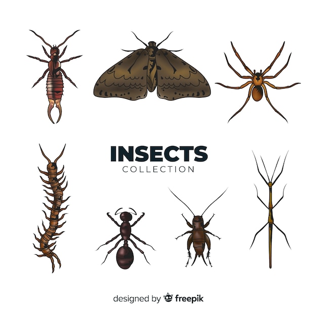 Realistyczna kolekcja owadów