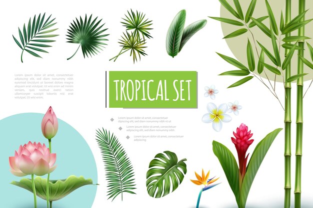 Realistyczna Kolekcja Roślin Tropikalnych Z Lotosem Czerwony Imbir Plumeria Ptak Rajski Kwiaty Bambusowe łodygi Palm Monstera I Strelitzia Liście Ilustracja