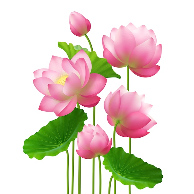 Bezpłatny wektor realistyczne bukiet kwiatów lotosu