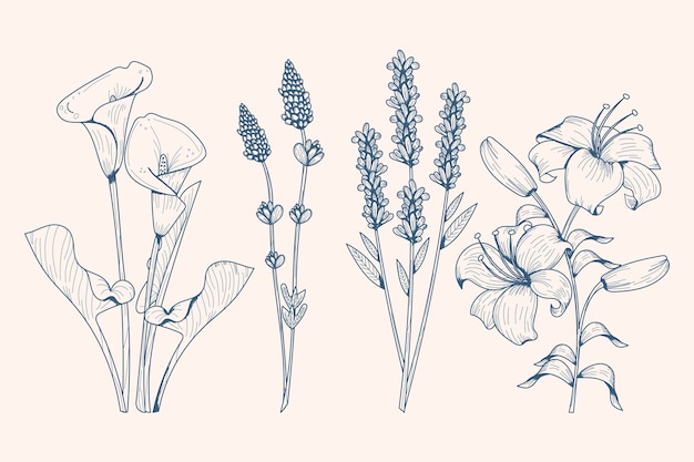 Realistyczne ręcznie rysowane zioła i dzikie kwiaty