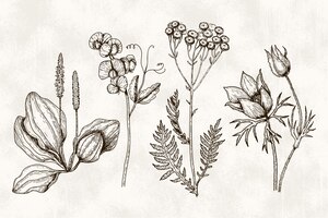Bezpłatny wektor realistyczne ręcznie rysowane zioła i dzikie kwiaty