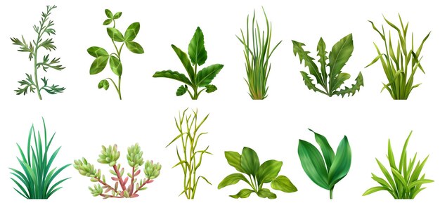 Realistyczne trawy zioła sukulenty zboża zielone rośliny zestaw z koniczyny mniszka lekarskiego szczypiorek babki na białym tle ilustracji wektorowych
