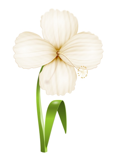 Realistyczny kwiat na białym tle