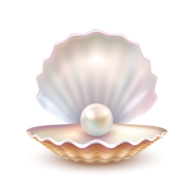 Realistyczny obraz Zamknij Shell Shell