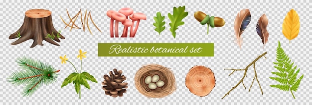 Bezpłatny wektor realistyczny zestaw botaniczny na przezroczystym tle z izolowanymi ikonami liści i grzybów z ilustracją wektorową jaj gniazdowych