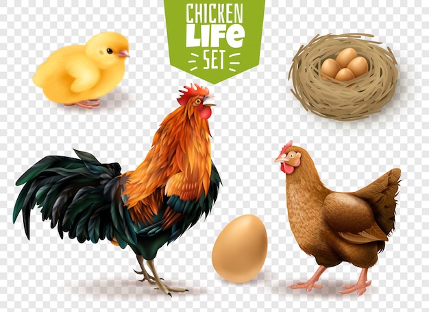 Bezpłatny wektor realistyczny zestaw cyklu życia kurczaka - od jaj wylęgowych piskląt po dorosłe ptaki