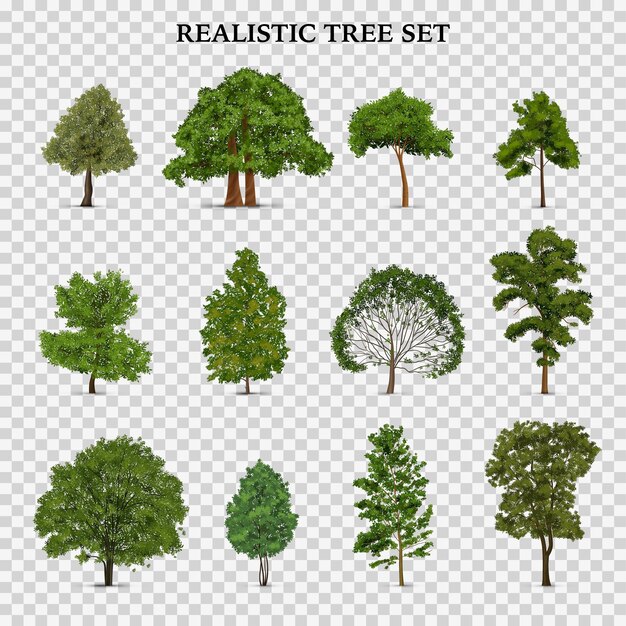 Realistyczny zestaw przezroczystych drzew z izolowanymi obrazami pojedynczych drzew z zielonymi liśćmi i ilustracją wektorową tekstu