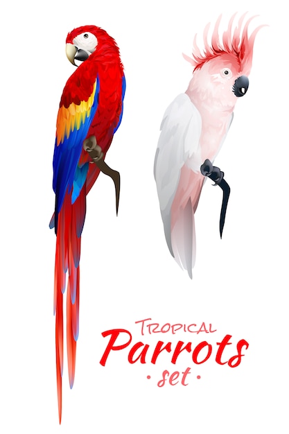 Bezpłatny wektor realistyczny zestaw tropikalnych papug
