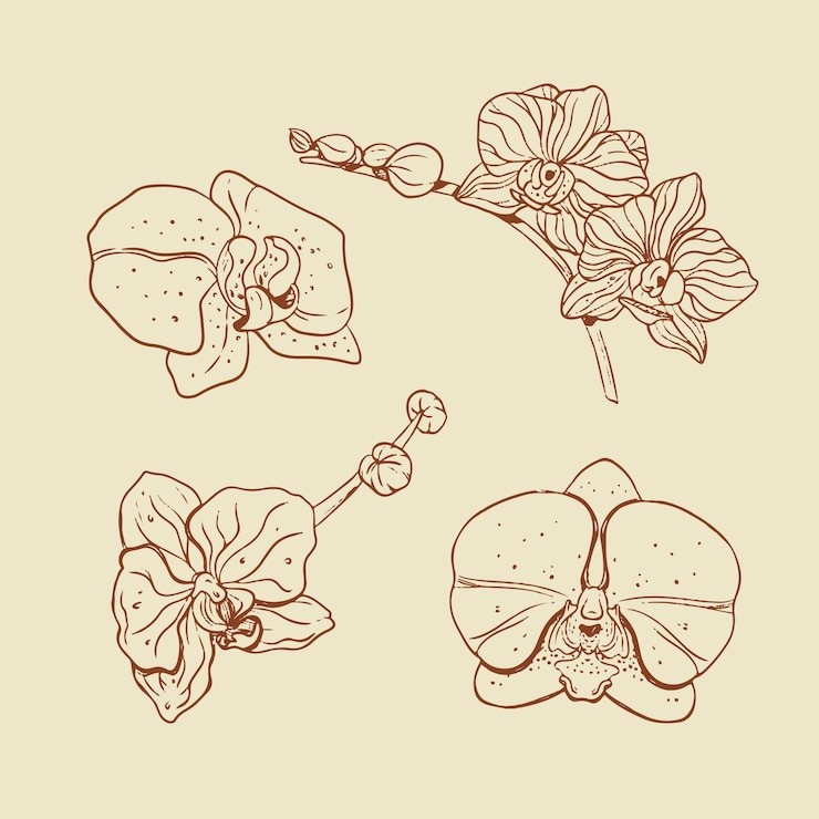 Bezpłatny plik Wektor ręcznie narysowana ilustracja konturów orchidei