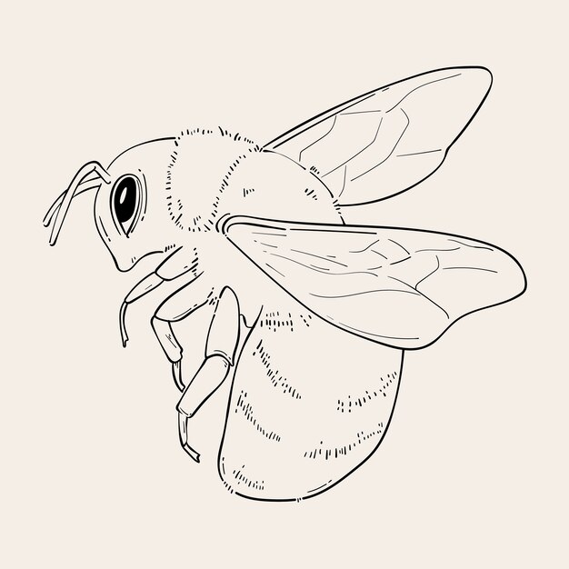 Ręcznie narysowana ilustracja konturów pszczół