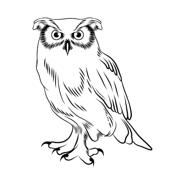 Ręcznie narysowana ilustracja konturów sowy