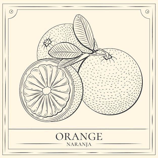 Ręcznie Narysowana Pomarańczowa Ilustracja