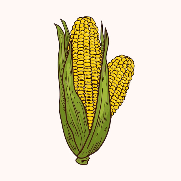 Bezpłatny wektor ręcznie narysowany rysunek kukurydzy na kolbie