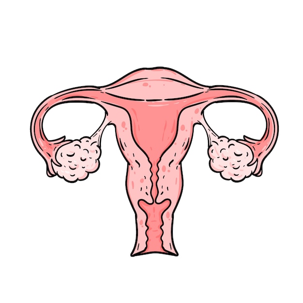 Bezpłatny wektor ręcznie narysowany rysunek macicy
