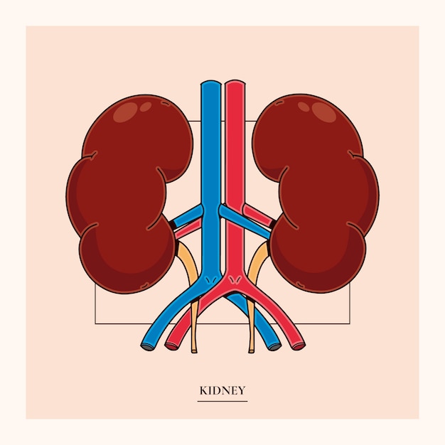 Ręcznie narysowany rysunek nerki