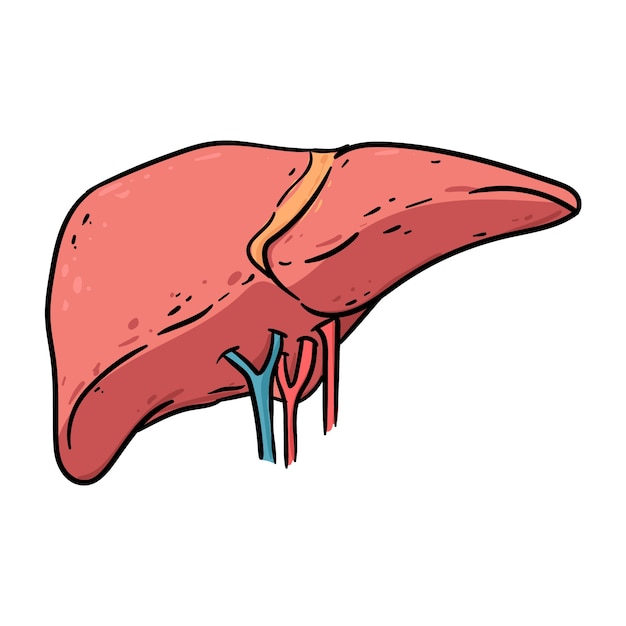 Bezpłatny wektor ręcznie narysowany rysunek wątroby