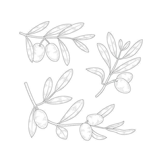 Bezpłatny wektor ręcznie rysowana ilustracja gałązka oliwna