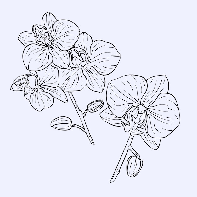 Ręcznie rysowana ilustracja konspektu orchidei