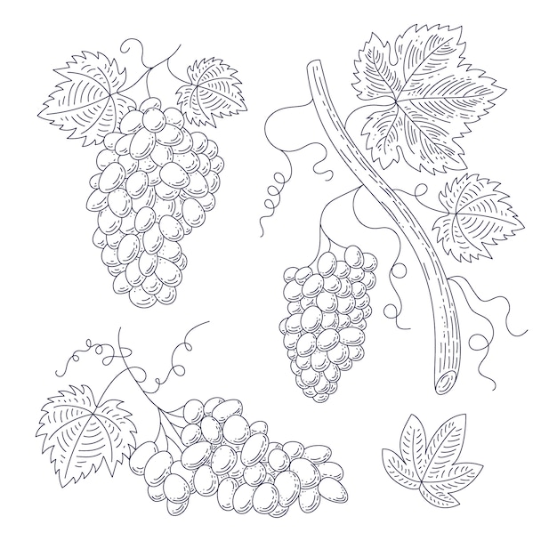 Bezpłatny wektor ręcznie rysowana ilustracja konturowa winorośli