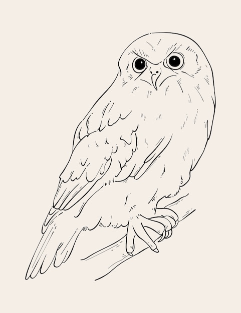 Ręcznie rysowana ilustracja konturu sowy