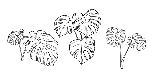 Ręcznie rysowana ilustracja liść monstera