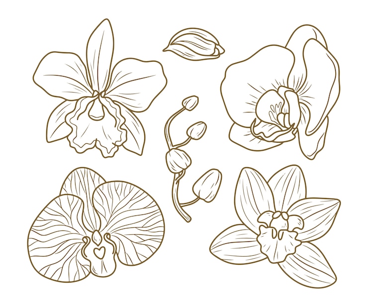 Bezpłatny plik Wektor ręcznie rysowana ilustracja orchidei