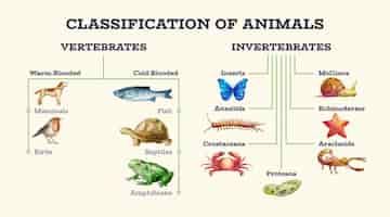 Bezpłatny wektor ręcznie rysowana klasyfikacja zwierząt infografika