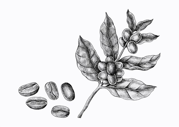 Ręcznie rysowana roślina kawowa z fasolą.