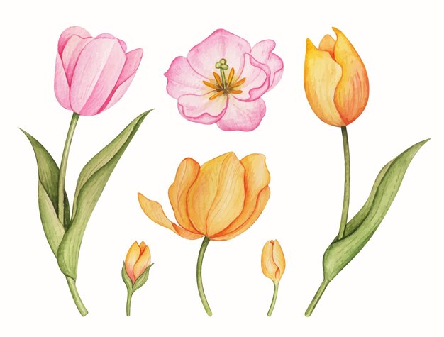 Ręcznie rysowane akwarela tulipan kwiaty zestaw