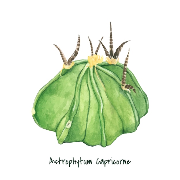 Ręcznie rysowane Astrophytum capricorne kozy