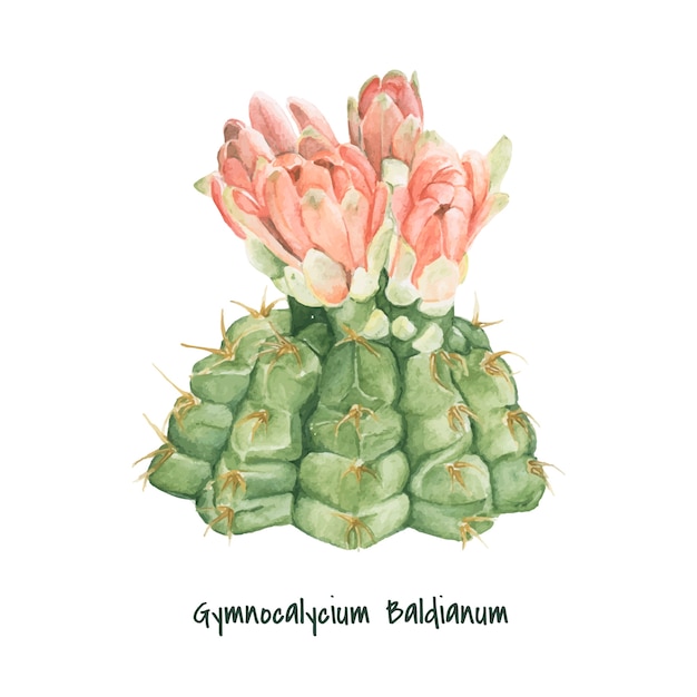 Ręcznie rysowane Gymnocalycium baldianum kaktus