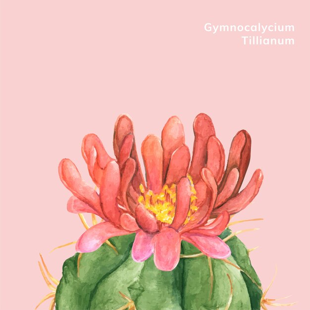 Ręcznie rysowane gymnocalycium tillianum kaktus