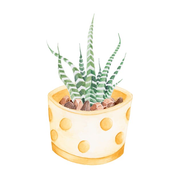 Ręcznie rysowane haworthia attenuata Zebra roślin