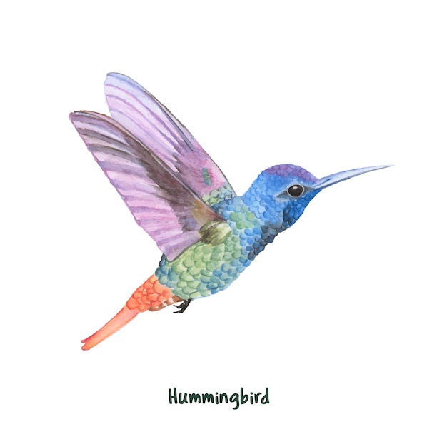 Ręcznie rysowane hummingbird na białym tle