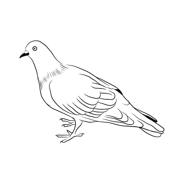 Ręcznie rysowane ilustracja kontur gołębia