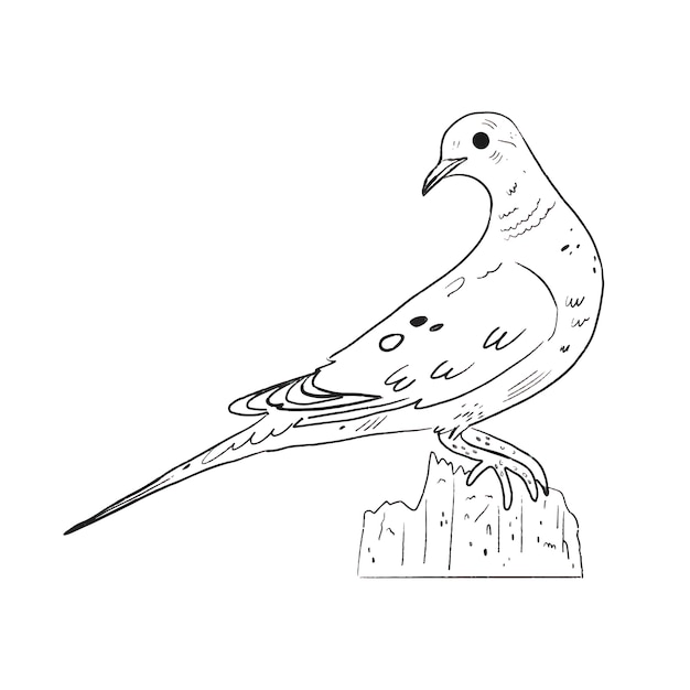 Ręcznie Rysowane Ilustracja Kontur Gołębia
