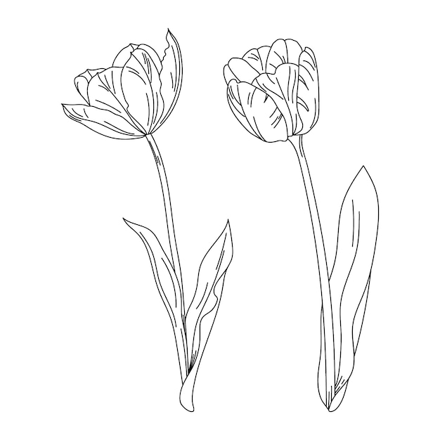 Bezpłatny wektor ręcznie rysowane ilustracja kontur tulipana