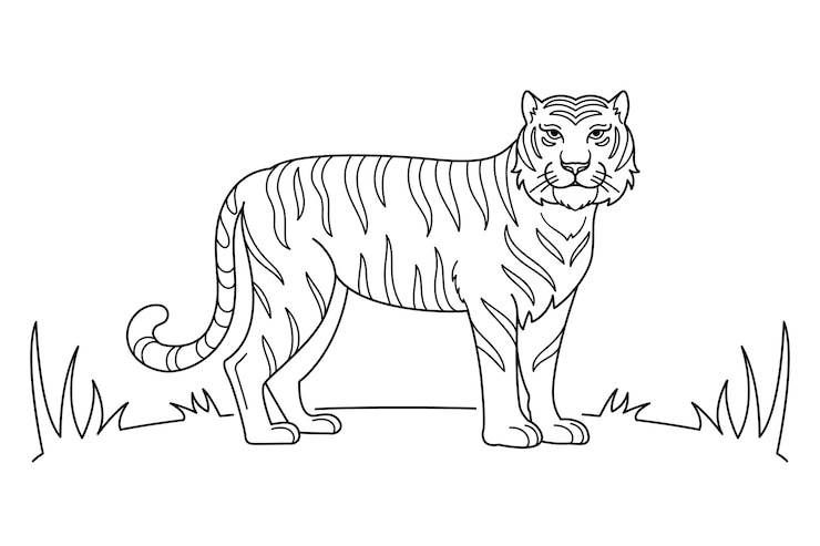 Bezpłatny plik Wektor ręcznie rysowane ilustracja kontur tygrysa