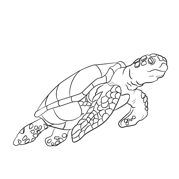 Ręcznie rysowane ilustracja kontur żółwia