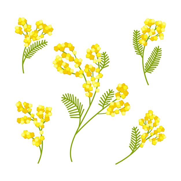 Ręcznie rysowane ilustracja roślin mimozy