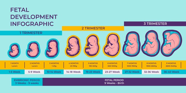 Ręcznie rysowane infografika rozwoju płodu