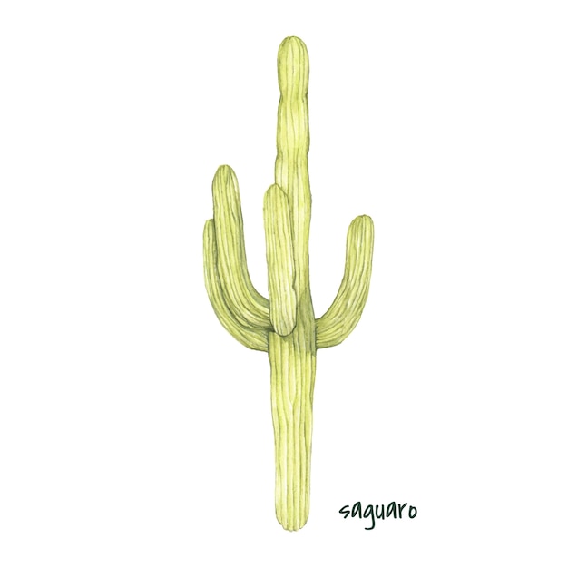 Ręcznie rysowane kaktus saguaro na białym tle