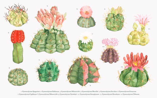 Ręcznie rysowane kolekcja kaktusów podbródka gymnocalycium