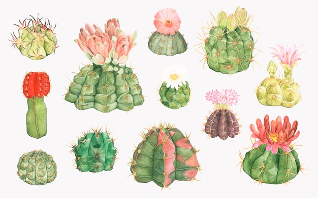 Ręcznie rysowane kolekcja kaktusów podbródka gymnocalycium