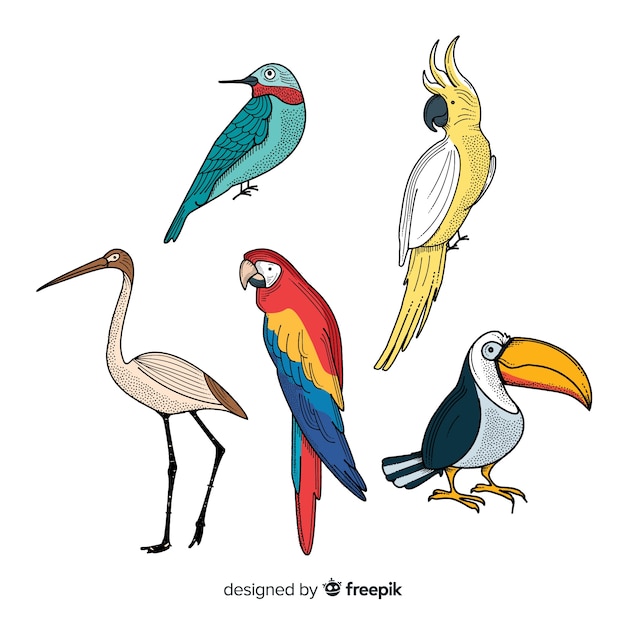 Bezpłatny wektor ręcznie rysowane kolekcja ptaków egzotycznych