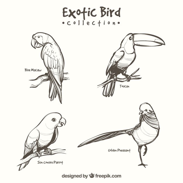 Ręcznie rysowane kolekcji egzotycznych ptaków